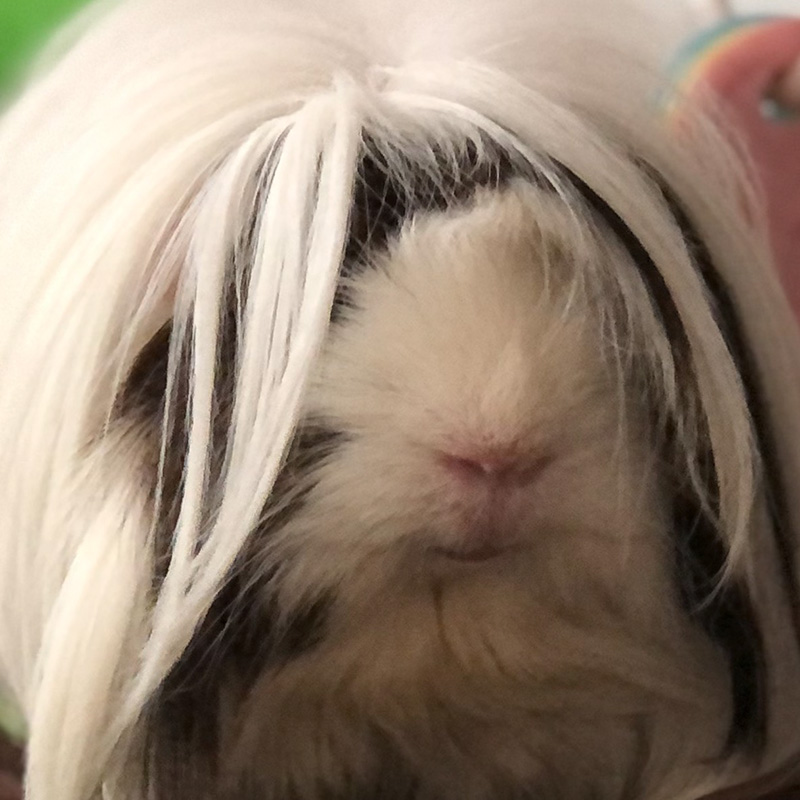 Rose's portrait