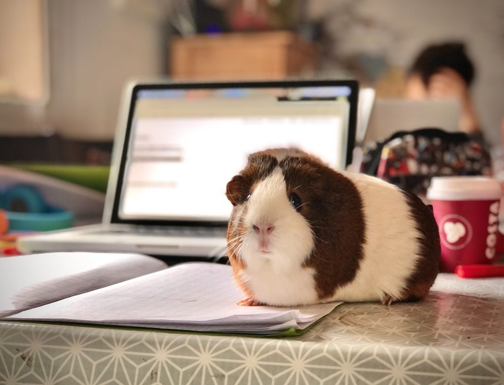 guinea pig with a laptop, helping with online research