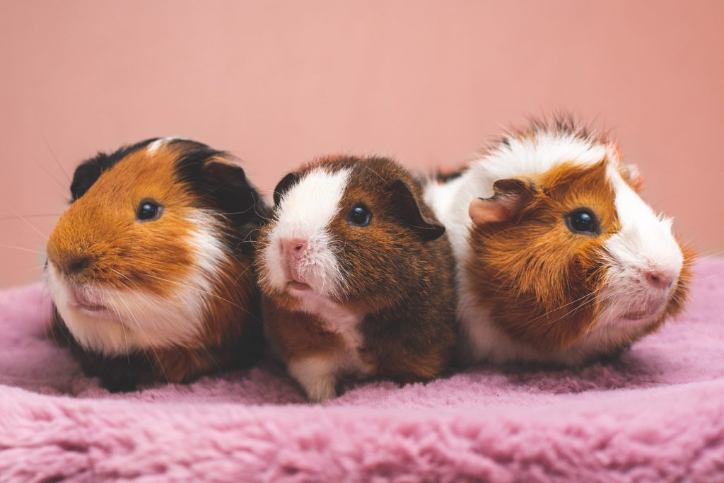 3 guinea pigs leaning forward