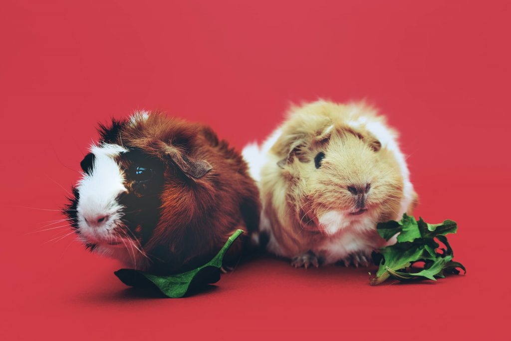 2 guinea pigs eating vegetables